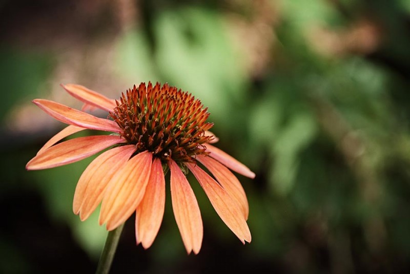 Orange Flower, Side View | CARYN CALDWELL|Playing with Pixels